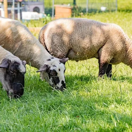Gite A La Ferme Pedagogique Les Petits Sabots De L'oudon Dom wakacyjny *