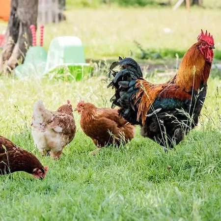 Gite A La Ferme Pedagogique Les Petits Sabots De L'oudon * Bretteville-sur-Dives