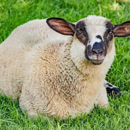 Dom wakacyjny Gite A La Ferme Pedagogique Les Petits Sabots De L'oudon *