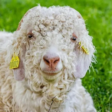 Gite A La Ferme Pedagogique Les Petits Sabots De L'oudon * Bretteville-sur-Dives